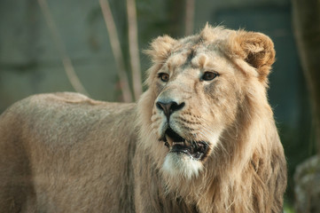 portrait of lion at the zoo