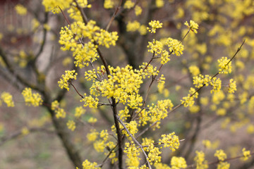 A tree is blooming. Dogwood