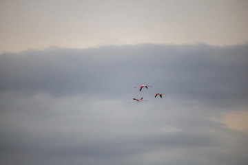 Flamingos by the waterside on Paarden Eiland beach at sunrise.