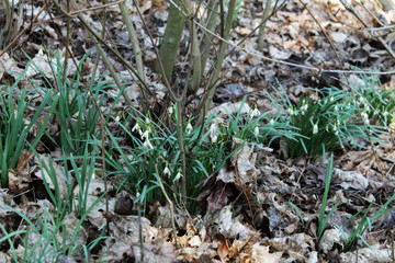 The flowers