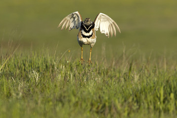 Little bustard. Tetrax tetrax