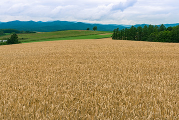 丘の上の麦畑