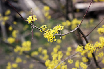 A tree is blooming. Dogwood