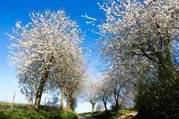 Obraz premium Von weiß blühenden Kirschbäumen gesäumte Straße in Deutschland im Frühling