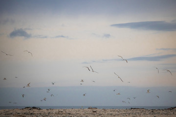 Flock on birds in mid flight on Paarden Eiland Beach at sunrise.