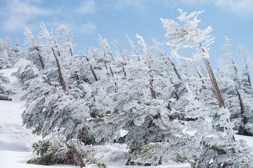 Landscape of fir trees or pine trees covered by snow on the background of winter season
