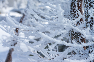 Close-up fir trees or pine trees covered by snow on the background of winter season