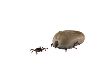 A dangerous mite parasite is small and after a bite