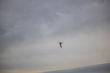 Fototapeta na wymiar Greater Crested Tern bird in mid flight by the waterside on Paarden Eiland beach at sunrise.