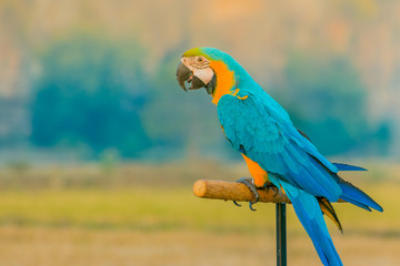 Macore Bird perched for waiting to practice fly.