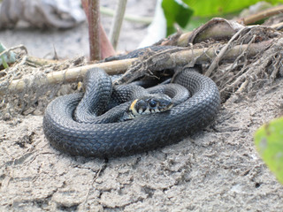 Natrix natrix