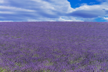 Obraz premium Lavendelfeld bei Valensole in der Provence