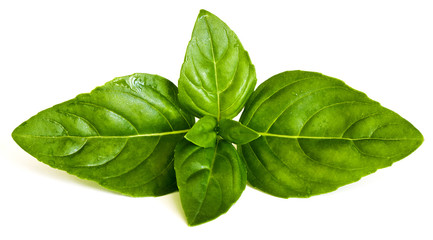Obraz premium Basil leaves
