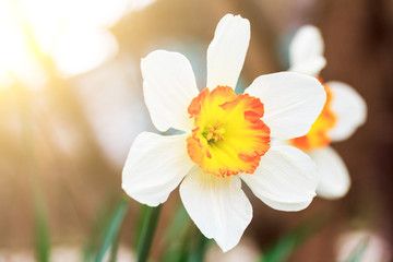 beautiful flowers of daffodils on a spring sunny morning