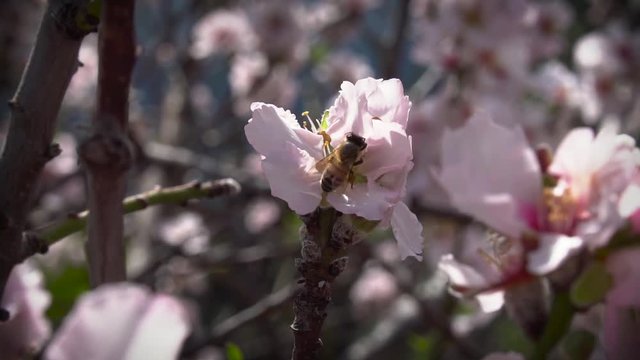 bee pollinates almond flower