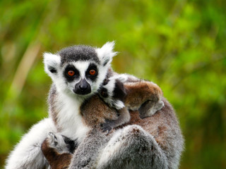 Obraz premium Maki Catta