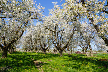 Kirschblüte in Wiesbaden-Frauenstein. 