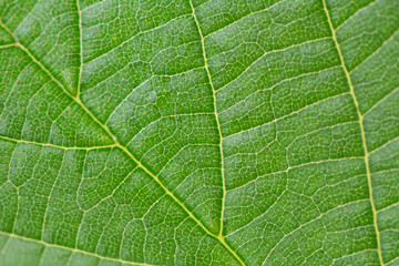 Texture green leaves