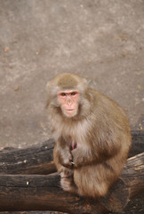 Monkey in the Moscow zoo sits and looks around