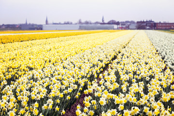 Dutch flower fields
