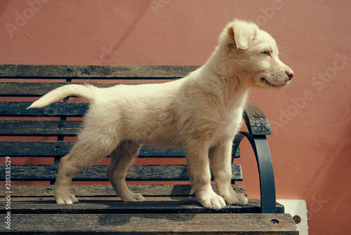Cane Cucciolo Sulla Panchina Immagini E Fotografie Royalty Free