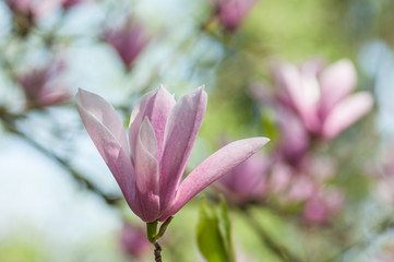 Fototapeta na wymiar closeup of magnolia pink fleur at spring
