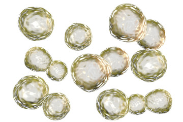 Blastomyces dermatitidis fungi, the causative agent of the disease blastomycosis affecting lungs, more rarely skin, bones, other organs, 3D illustration. Budding stage found in human tissues