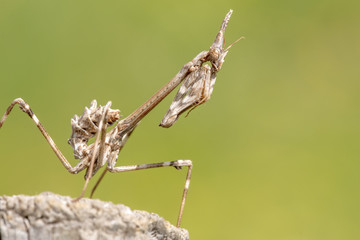 Empusa pennata insect