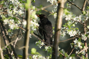 Amsel in blühendem Pflaumenbaum