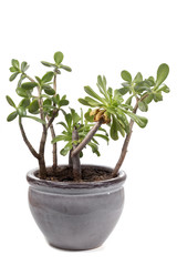 crassula ovata succulent plant
