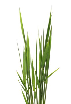 green reed, cane grass Isolated on white background