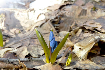 Snowdrop blue bud spring flower