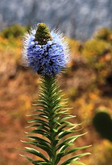 vipérine de Madère, Echium fastuosum