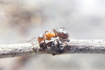 The ant on the branch is a big macronature sunlight