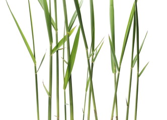 green reed, cane grass Isolated on white background