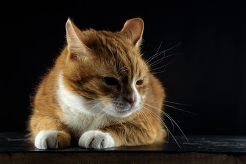 pensive red cat lying on a wooden board on a black background