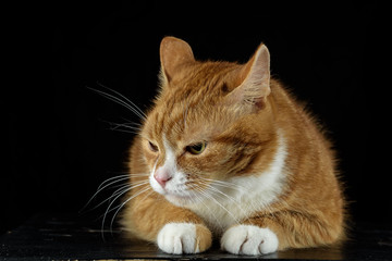 pensive red cat lying on a wooden board on a black background