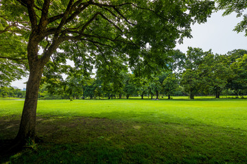 Fototapeta na wymiar Green grass green trees in beautiful park. location Bangkok, Thailand.