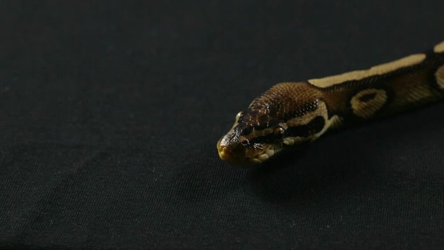 Video of snake - ball python with tongue