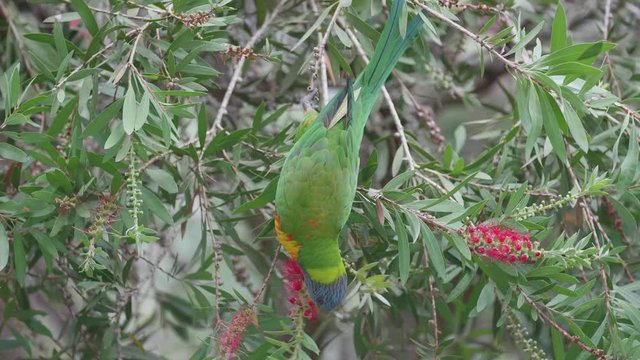 wild parrot in Australia