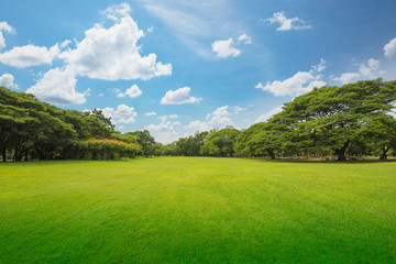 Fototapeta na wymiar Green grass green trees in beautiful park white Clouds and blue sky in noon.