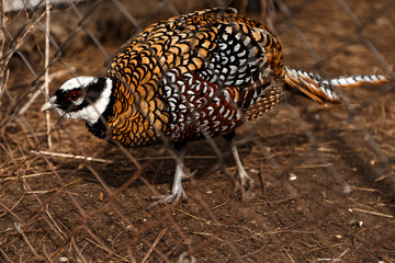 Partridge in the enclosure of the zoo