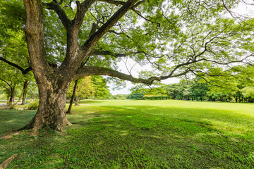 Fototapeta na wymiar old big tree in the park of city.