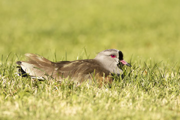 Southern Lapwing, Vanellus chilensis,  sitting on grass, natural habitat