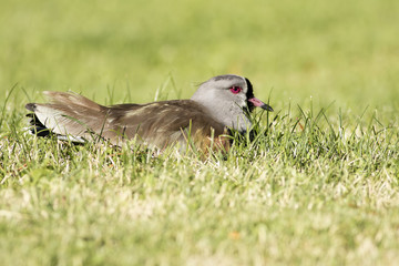 Southern Lapwing, Vanellus chilensis,  sitting on grass, natural habitat