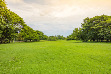 Green grass green trees in beautiful park white Cloud blue sky in noon.