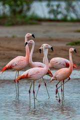 Flameno Austral (Phoenicopterus chilensis)  