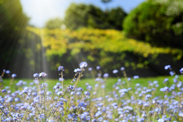 Beautiful garden lit by sunshine. Flowers and vegetation in focus with large blurred area.