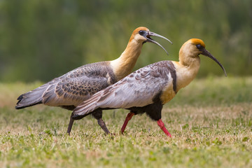 Adult and juvenile of Black-faced Ibis, Theristicus melanopis, in natural habitat