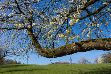 Dicker Ast eines blühenden Kirschbaumes im Frühling in Deutschland
